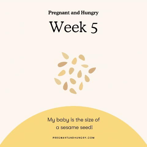 Animations comparing baby size to different foods based on weeks of pregnancy.